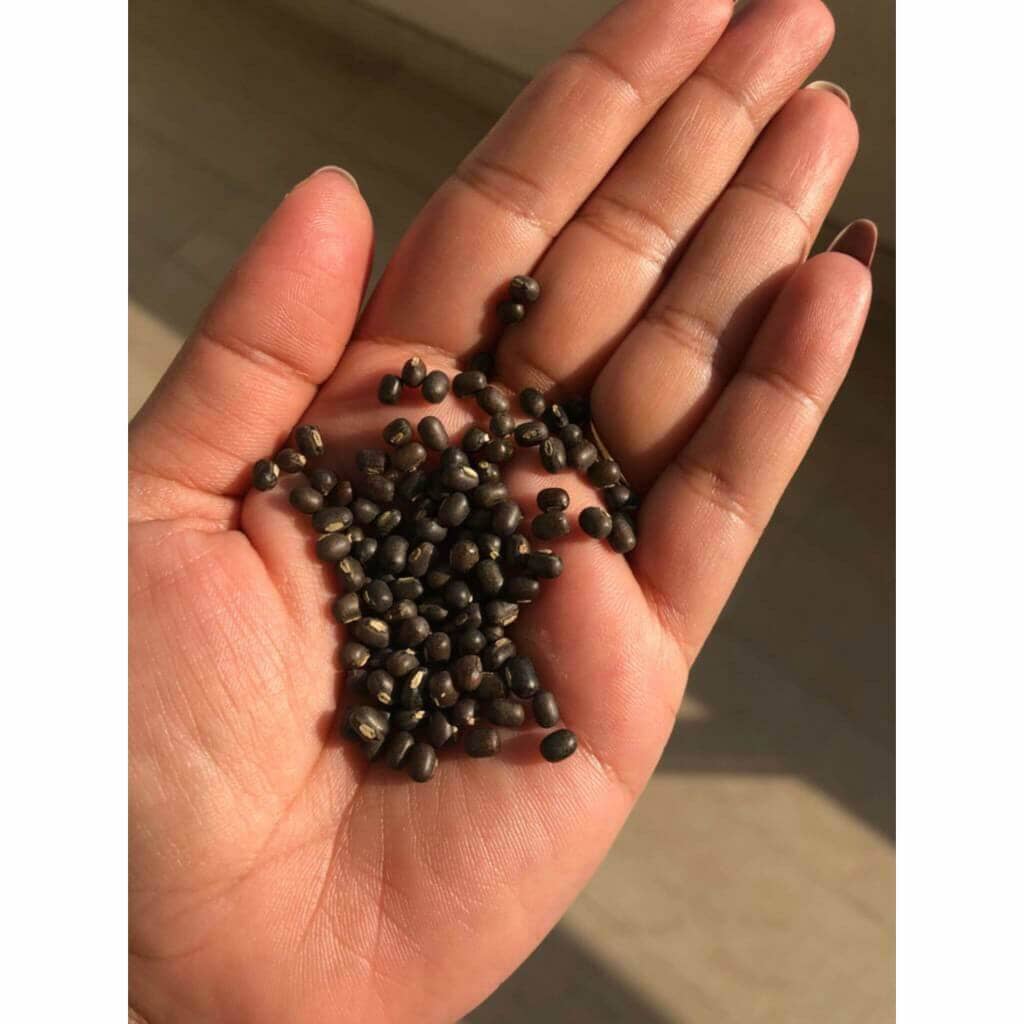 Balaayah Black Gram Bright Body Booster | With Sweet & Citrusy Aroma of Jasmine, Cardamom, Orange and Lemongrass Body Oil iYURA