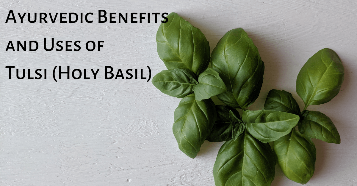 Ayurvedic Benefits and Uses of Tulsi (Holy Basil)