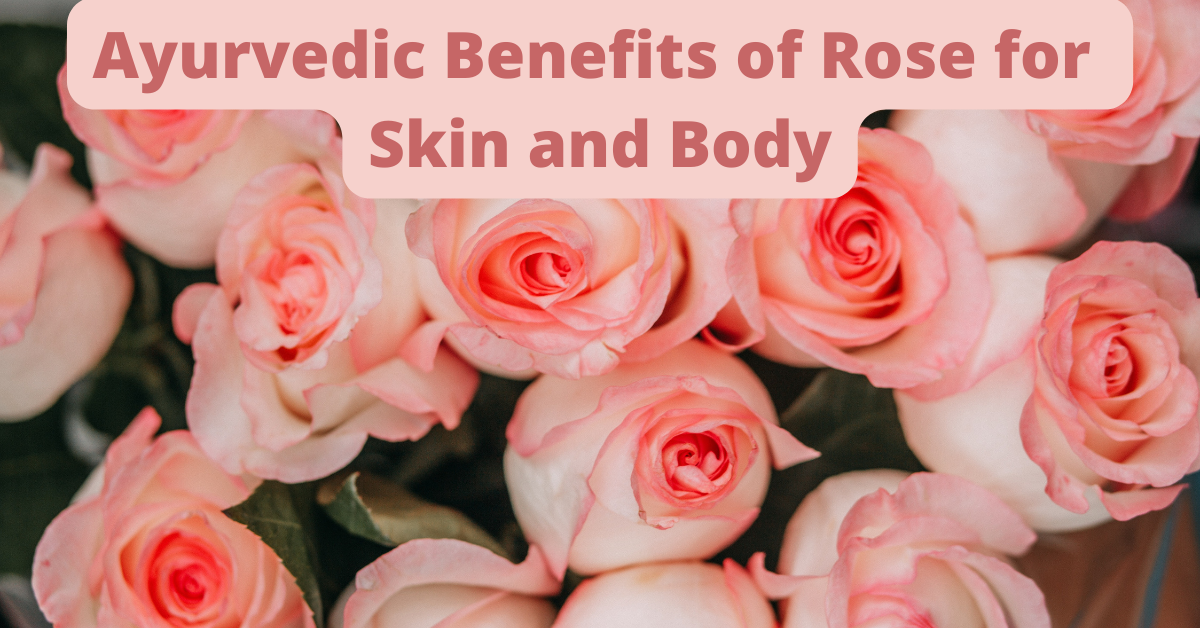 Ayurvedic Benefits of Rose for your Skin and Body