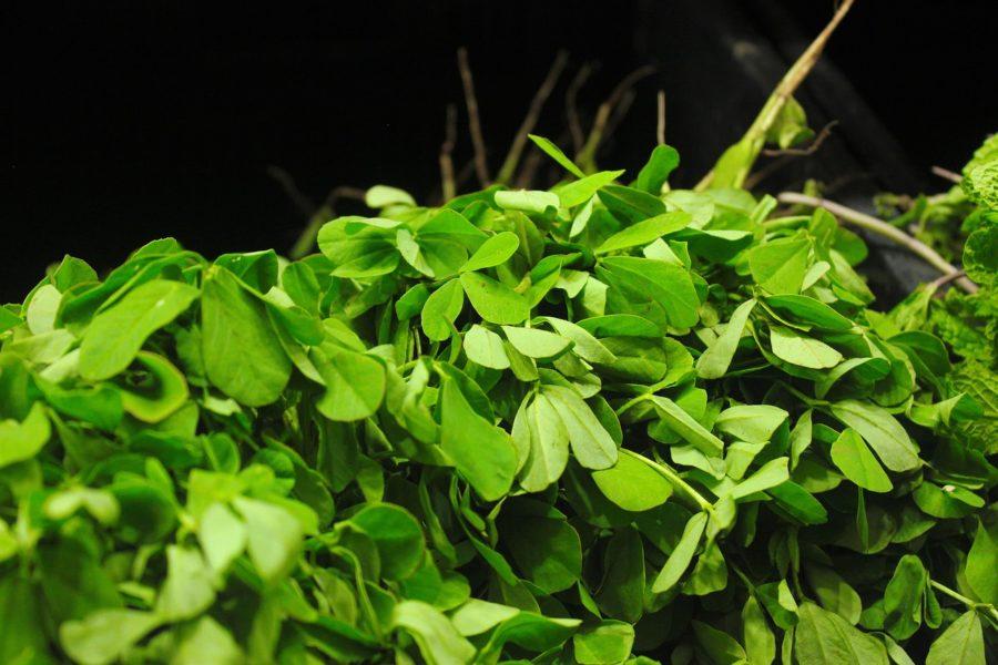 Fenugreek Uses, Benefits, Side Effects
