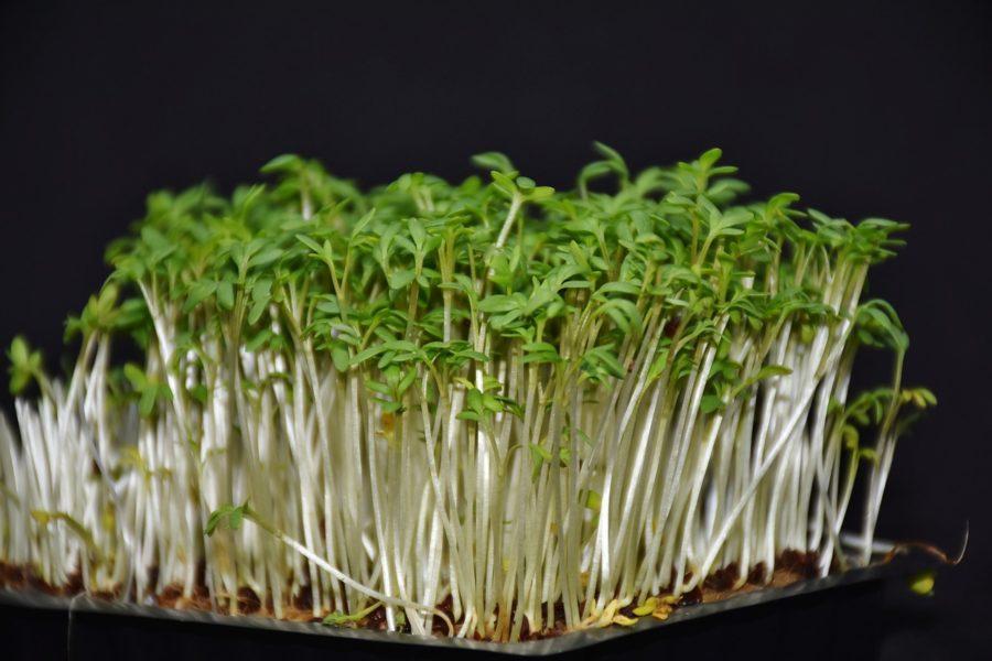Garden Cress: Health Benefits and Nutritional Value