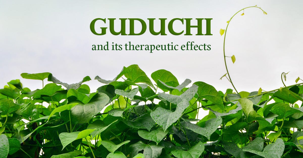 Guduchi: Your Natural Bodyguard For Overall Health & Wellness