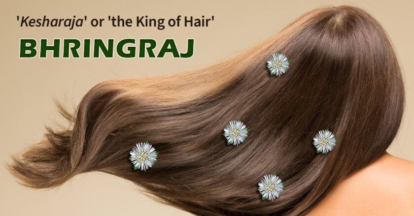 Know The Benefits Of Bhringraj To Maintain Hair Health