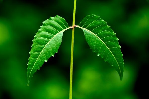 Neem, Ayurveda’s Favorite Remedy For Inflammation