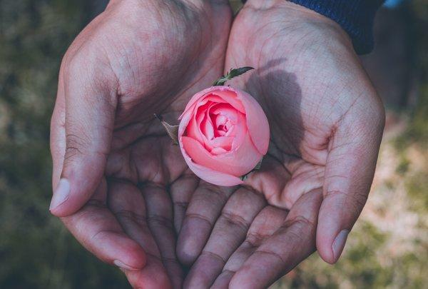 Roses For Healing: Amazing Ways To Use Rose, Rose Petals + Rose Water