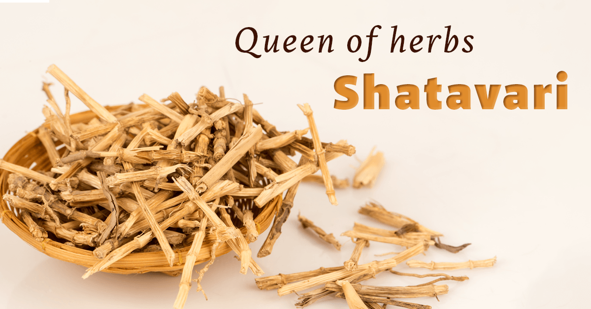 Shatavari Benefits, Shatavari Root Powder Uses + Side Effects