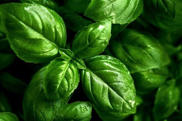 The Sacred Benefits of Growing Tulsi
