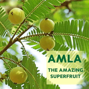 Amla Gummies I Vegan Gummies with 100% plant-based actives for anti-aging, healthy skin, digestion and immunity Supplements Ayuttva 