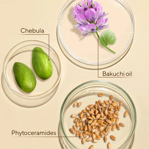 Cerabuild Face and Neck Cream - With Phyto-Ceramides - Restores Skin's Gone Moisture and Protects Skin's Barrier Lotion & Moisturizer A. Modernica Naturalis 