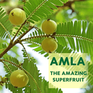 FREE GIFT: Amla Gummies I Vegan Gummies with Plant-based Actives for Anti-aging Benefits, Healthy Skin, Digestion and Immunity singleton_gift Ayuttva 